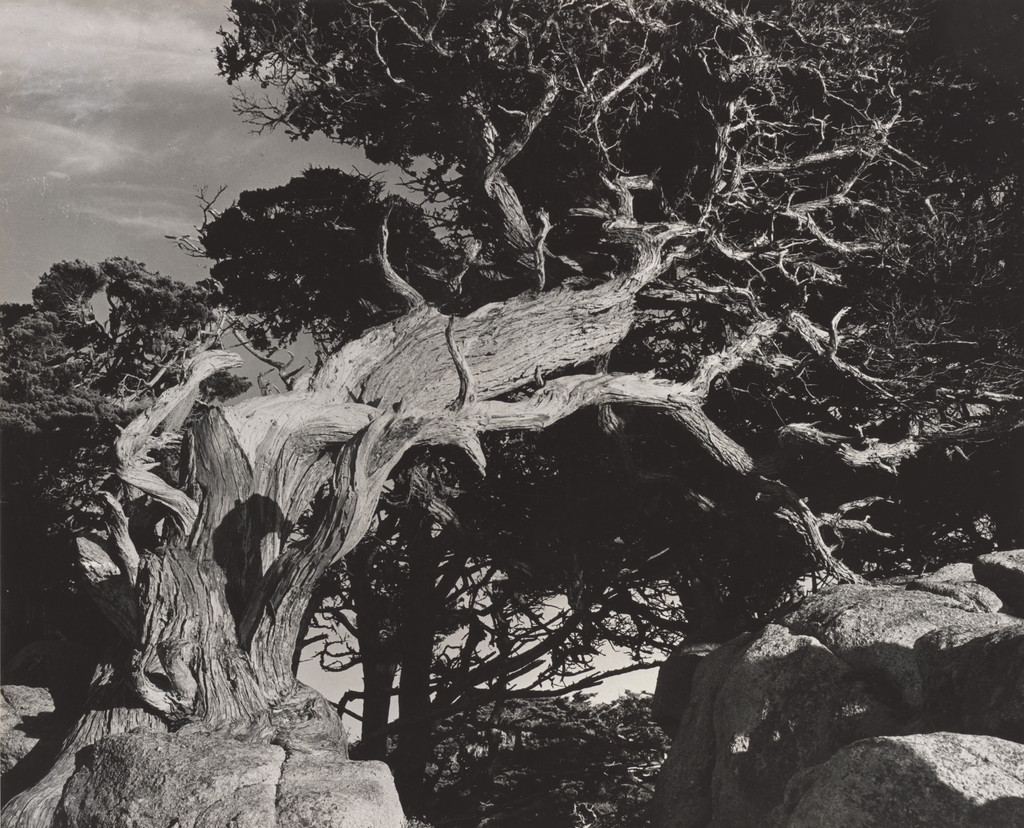 Record of Life Struggle, Point Lobos