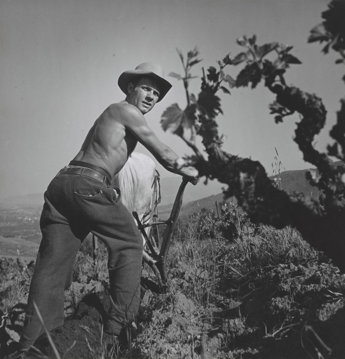 Luis Lemus. Vineyard. c. 1940