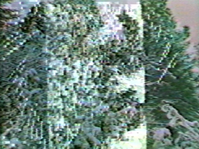 Steina. Selected Treecuts