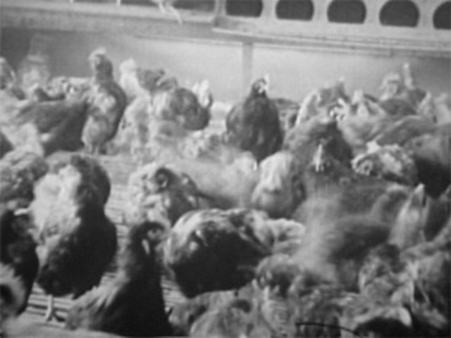Yvonne Rainer. Rhode Island Red. 1968