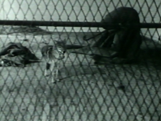 Joseph Beuys. I Like America, America Likes Me