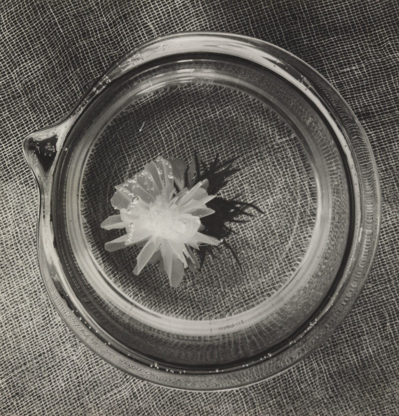 Horacio Coppola. Japanese Flower, Bauhaus, Berlin. November 1932