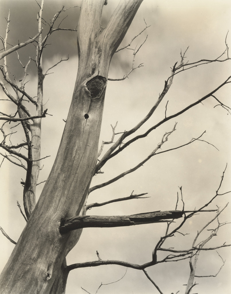Tree I, Ralph Steiner, c. 1930