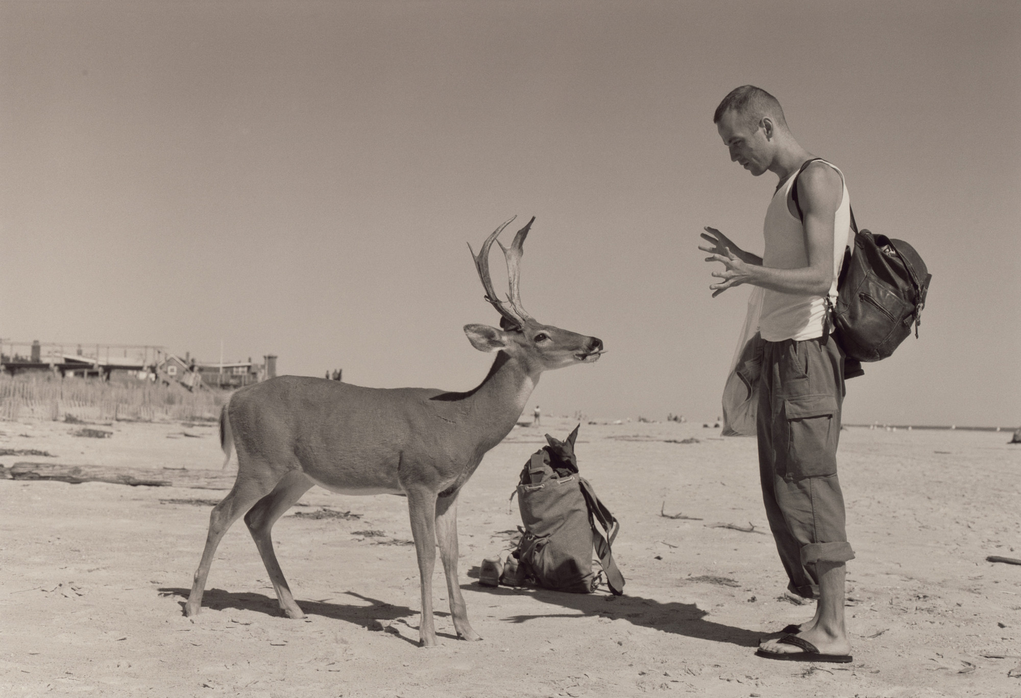 Wolfgang Tillmans. Deer Hirsch. 1995 | MoMA