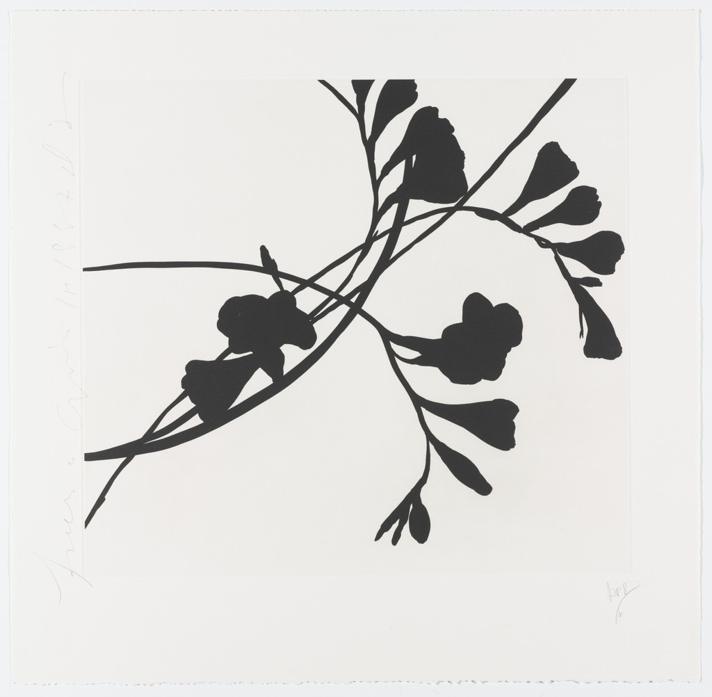 Black Freesias