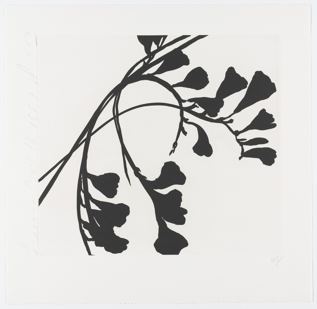 Black Freesias