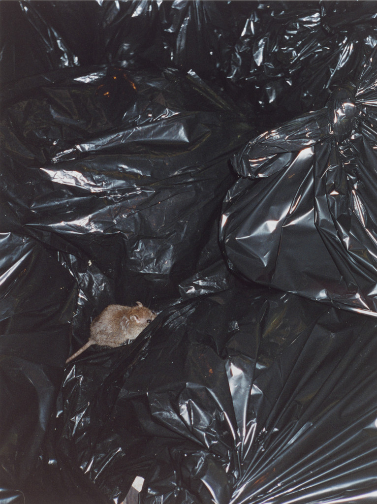 rat on trash bags