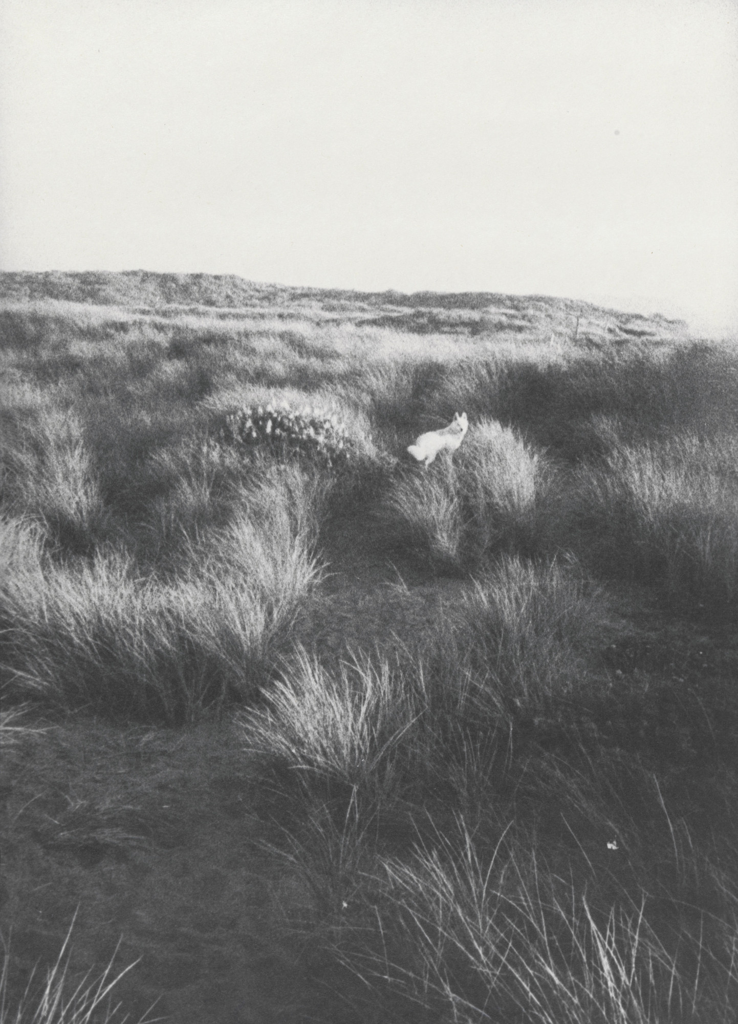 Bill Arnold. Honey in Field (small)