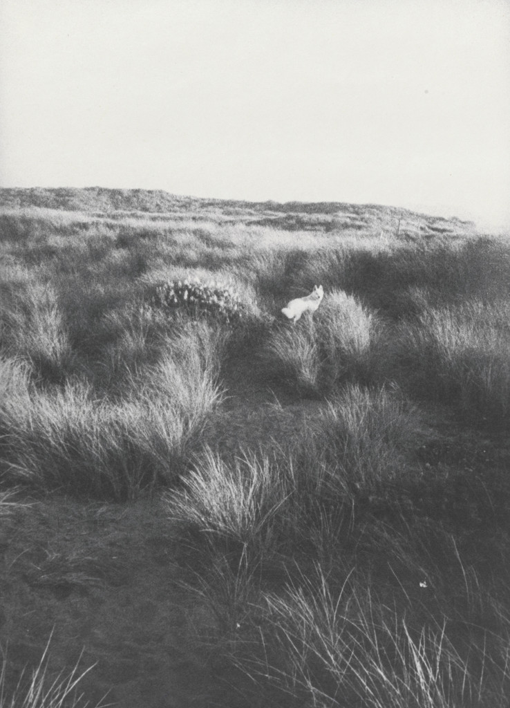 Honey in Field (small) by Bill Arnold