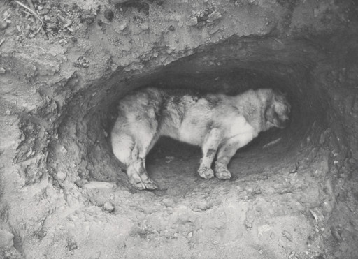 Honey in Grave