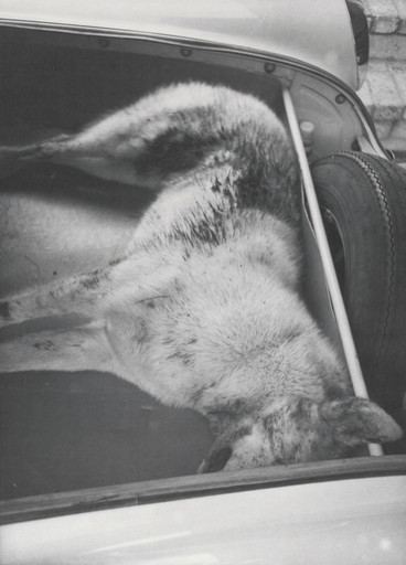 Honey in Trunk