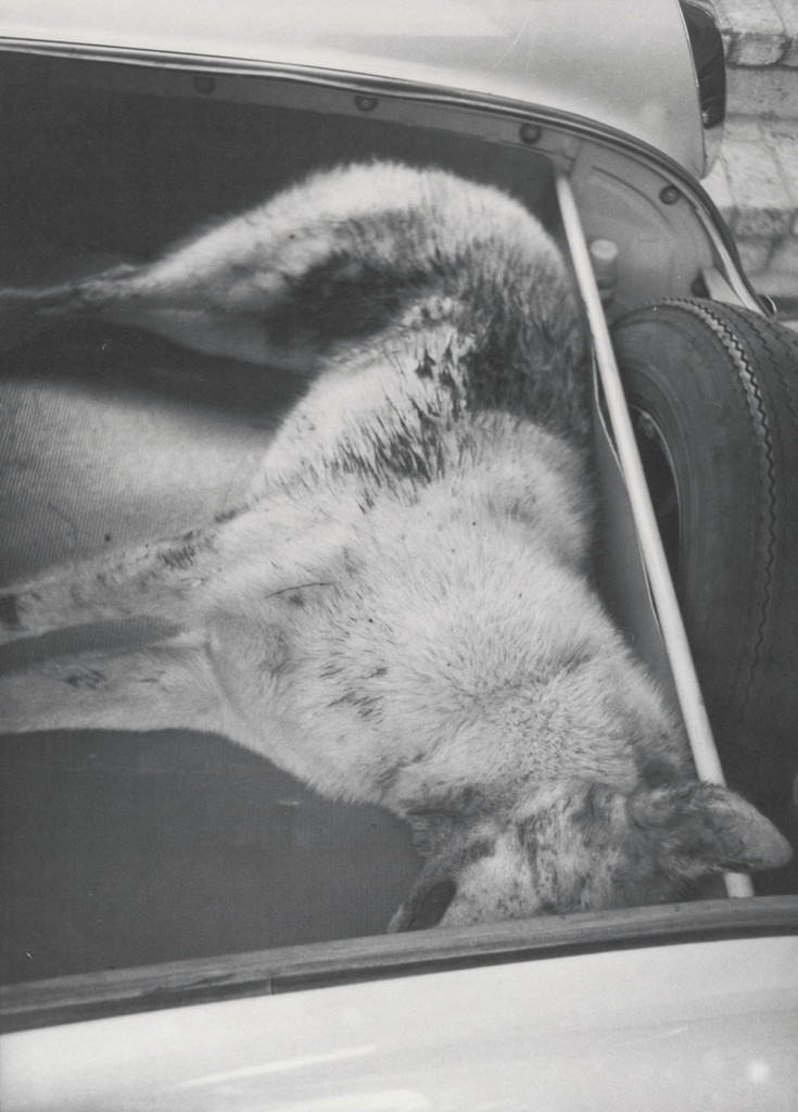 Honey in Trunk by Bill Arnold