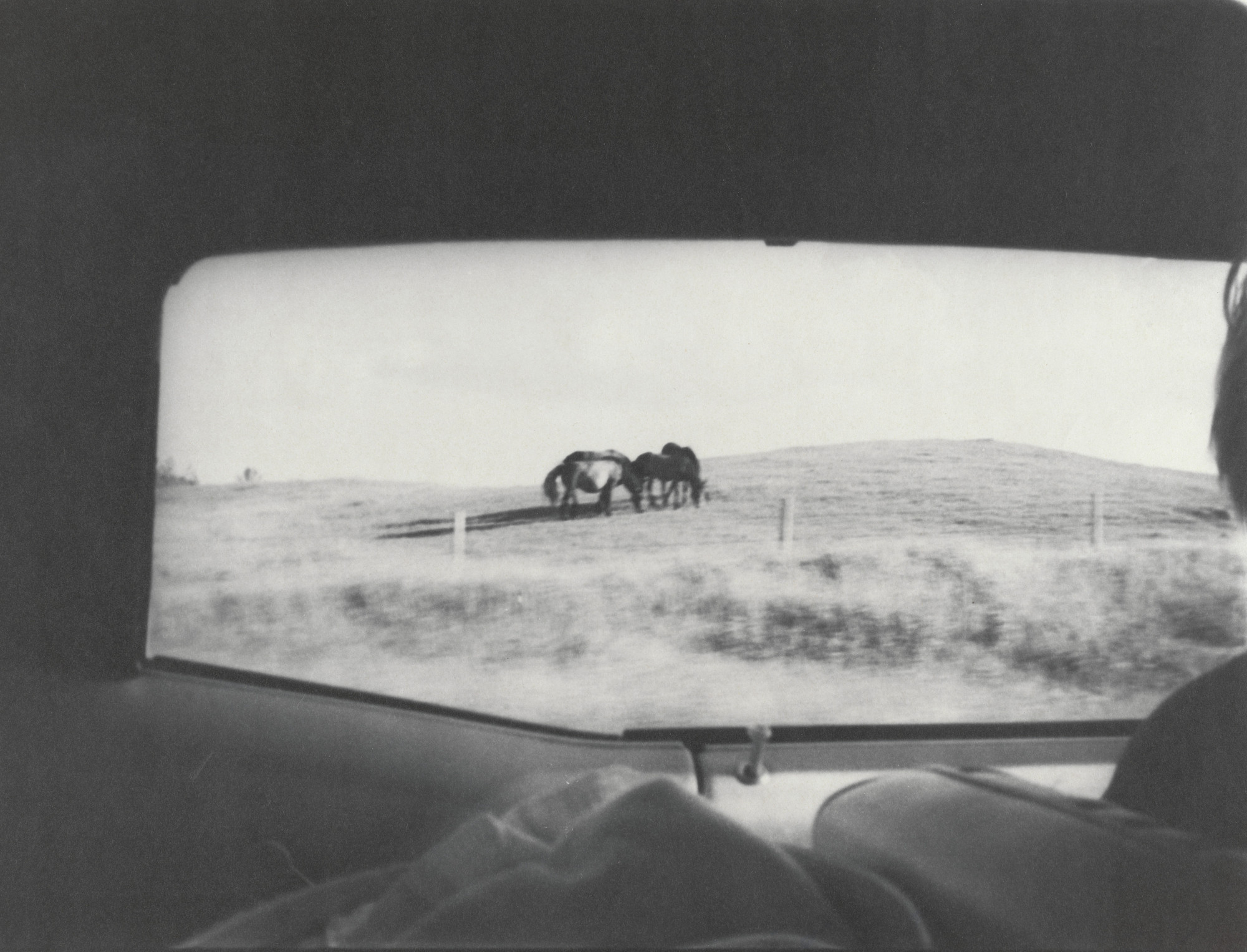 Bill Arnold. Horses out California Car Window