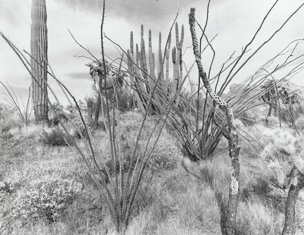 Tucson, Lee Friedlander, 1984