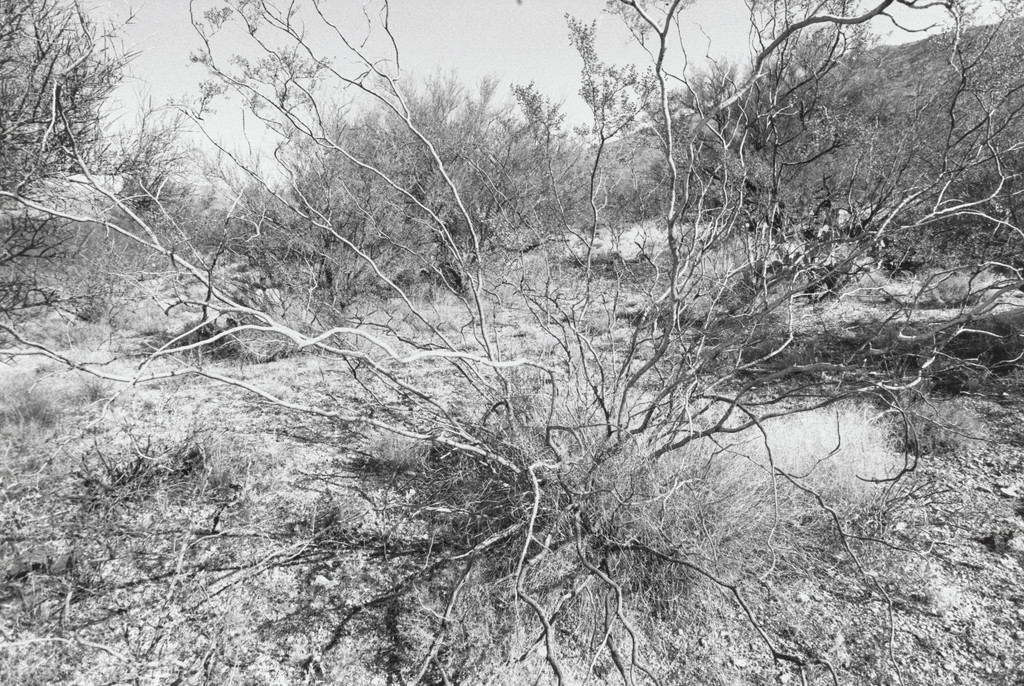Arizona