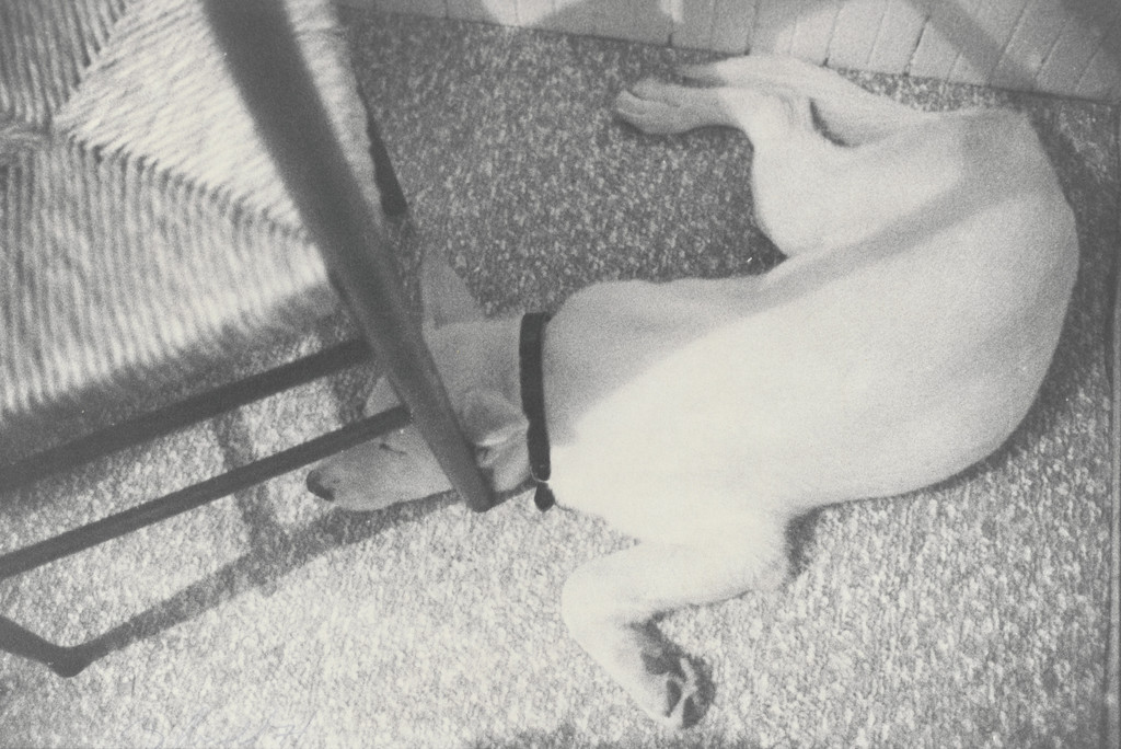 Honey under Chair by Bill Arnold