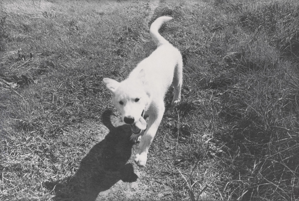 Honey Walking Path by Bill Arnold