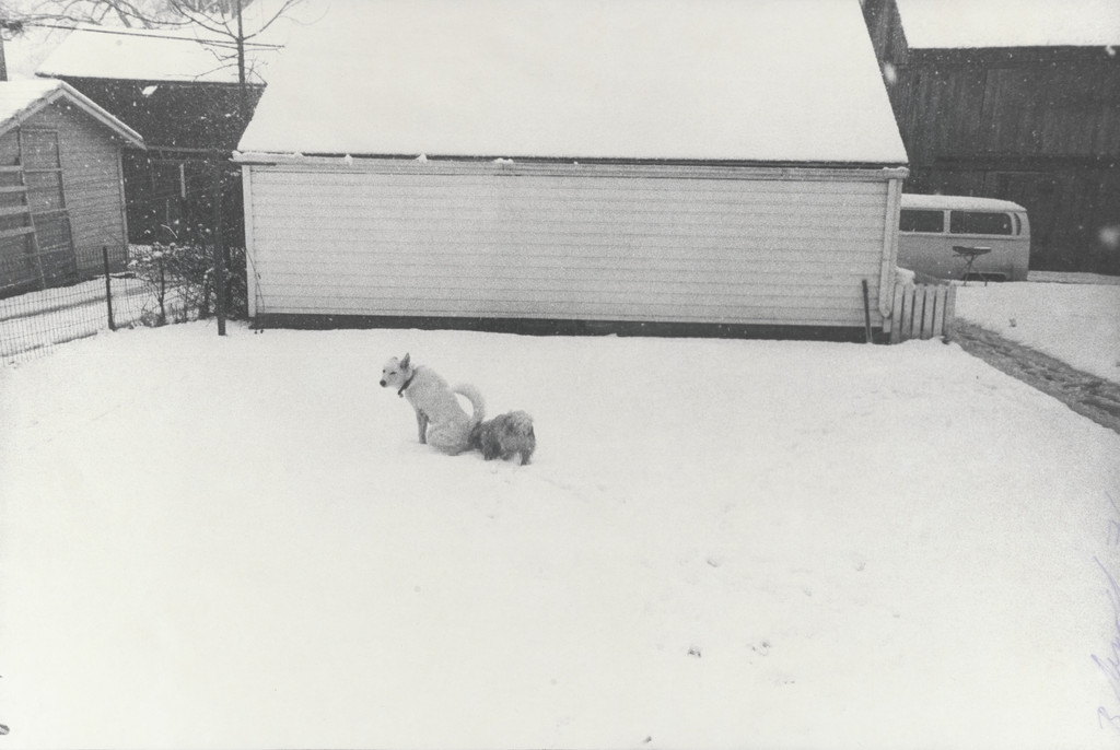 Honey Peeing in Snow, Iowa City by Bill Arnold