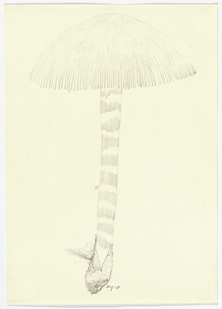Drawing