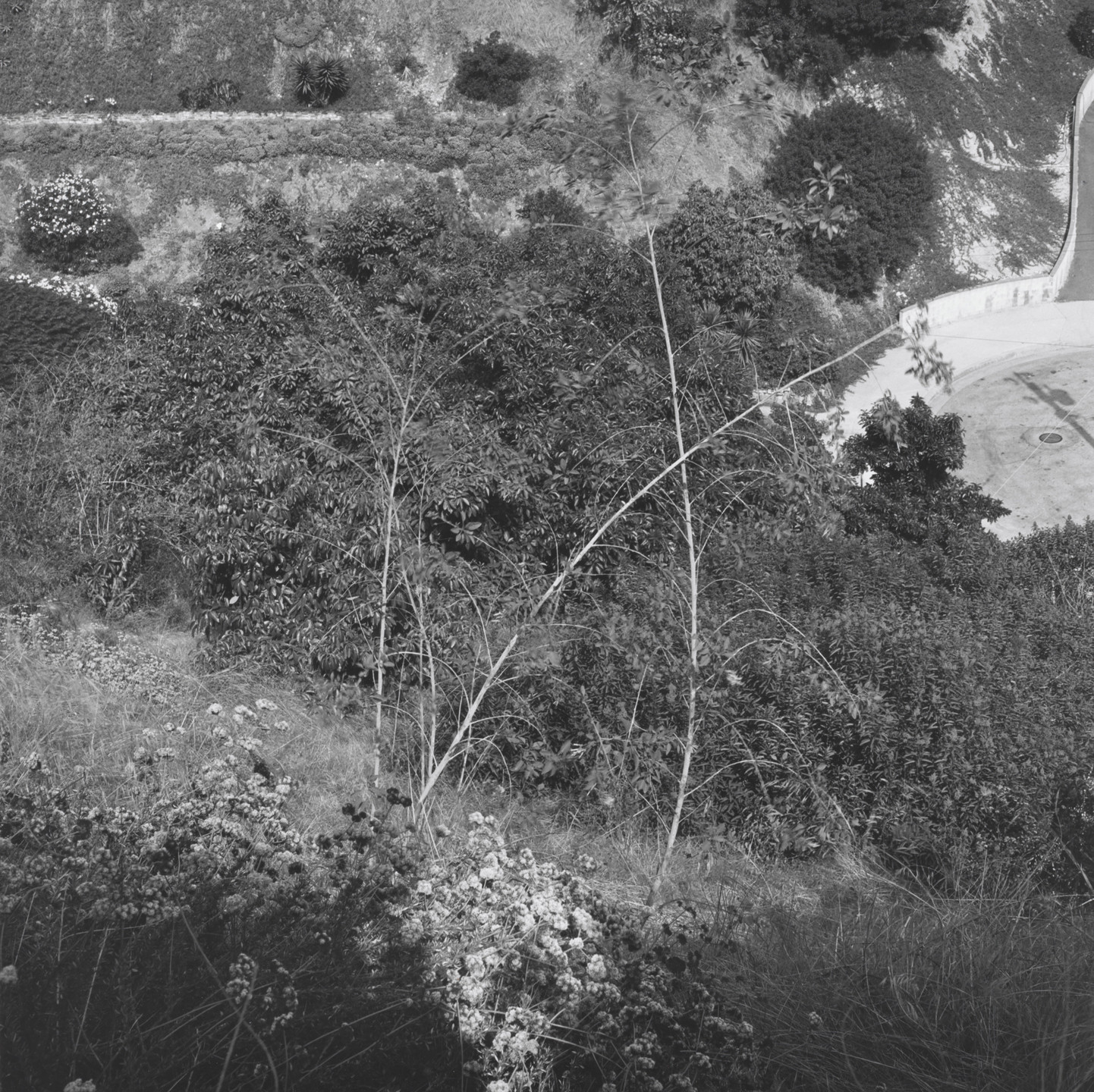 Joe Deal. Monrovia, California. 1979