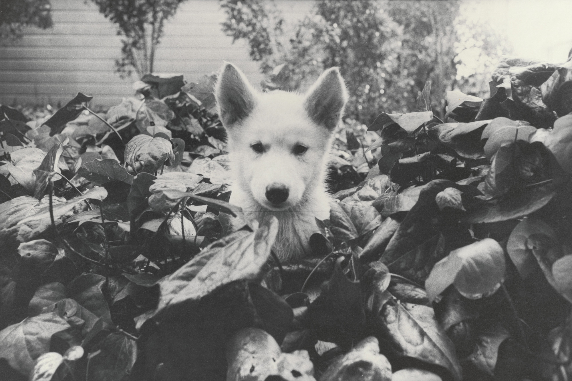Bill Arnold. Honey in Ivy. c. 1971