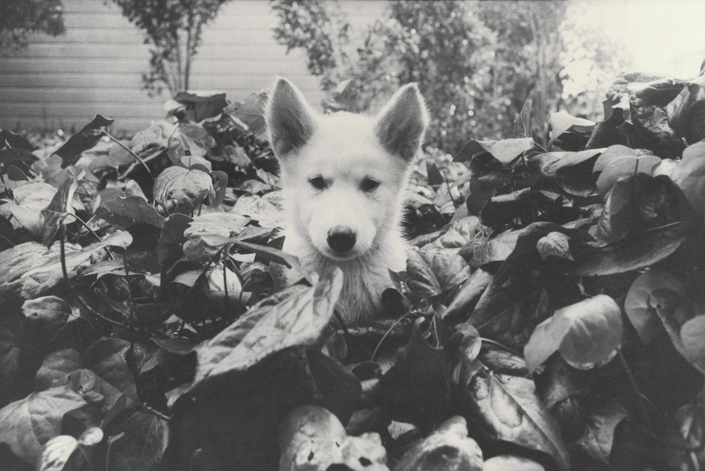 Honey in Ivy by Bill Arnold