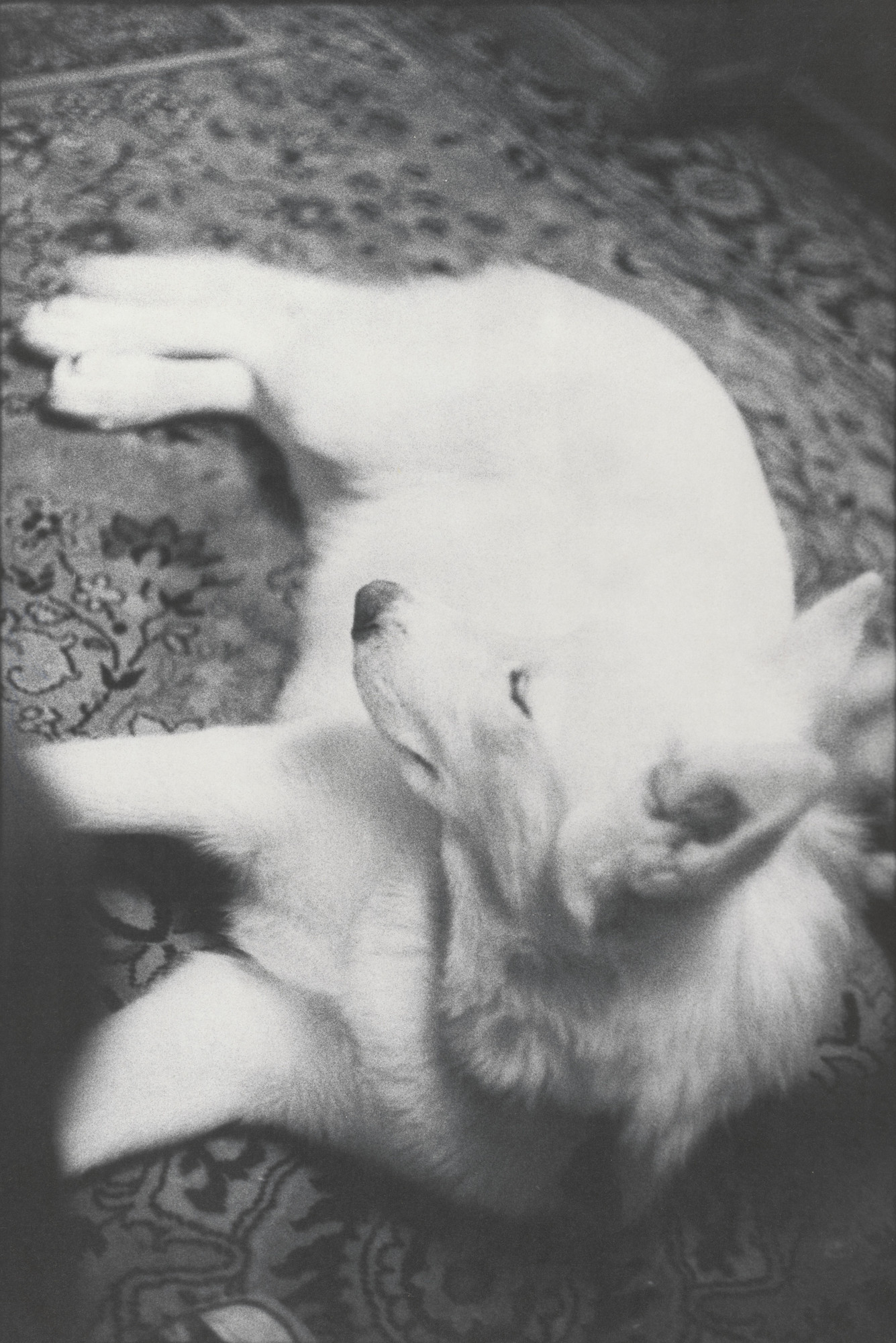 Bill Arnold. Honey on Rug