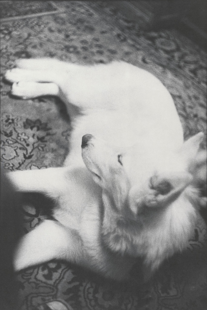 Honey on Rug by Bill Arnold