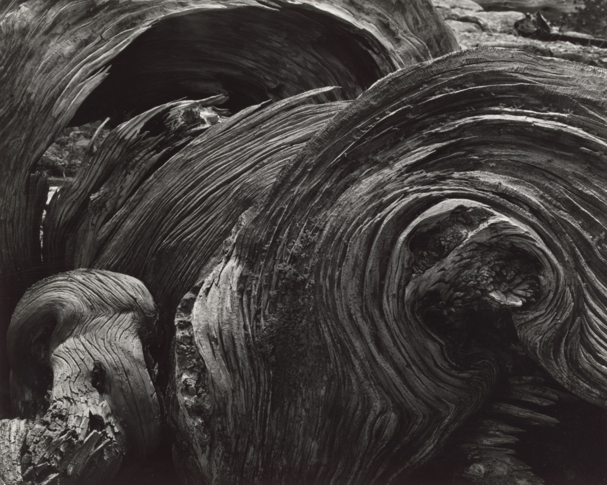 Cedric Wright. Timberline Rhythms