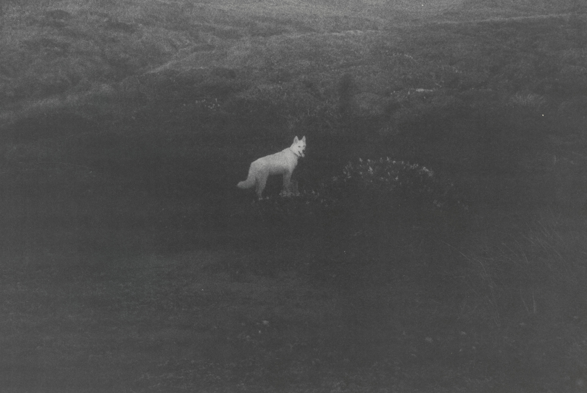 Bill Arnold. Honey in Field (large)
