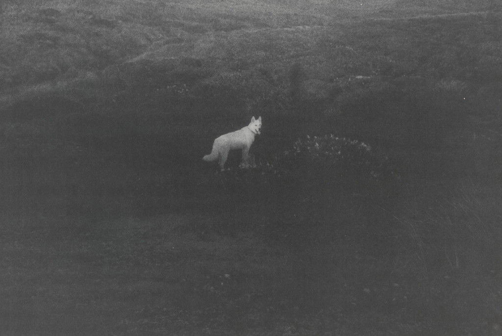 Honey in Field (large)