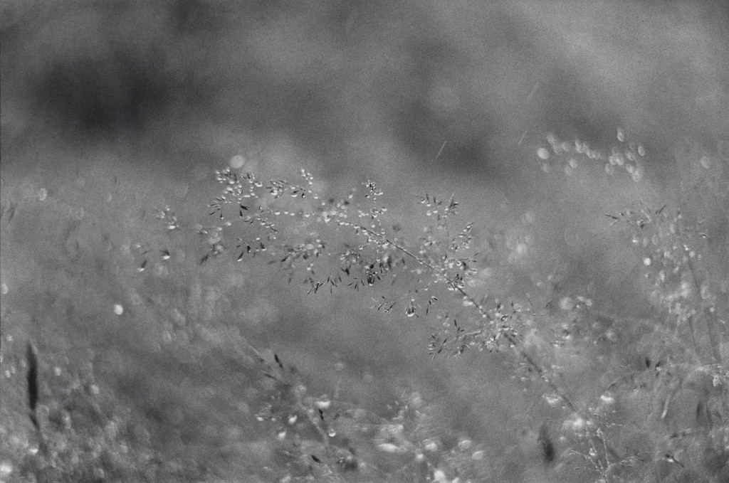 Dew-covered