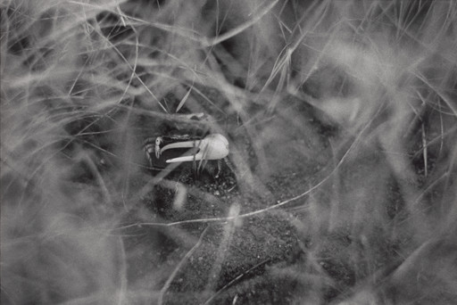 Fiddler Crab, Cape Cod