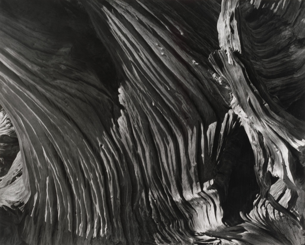 Wood Pattern, High Sierra