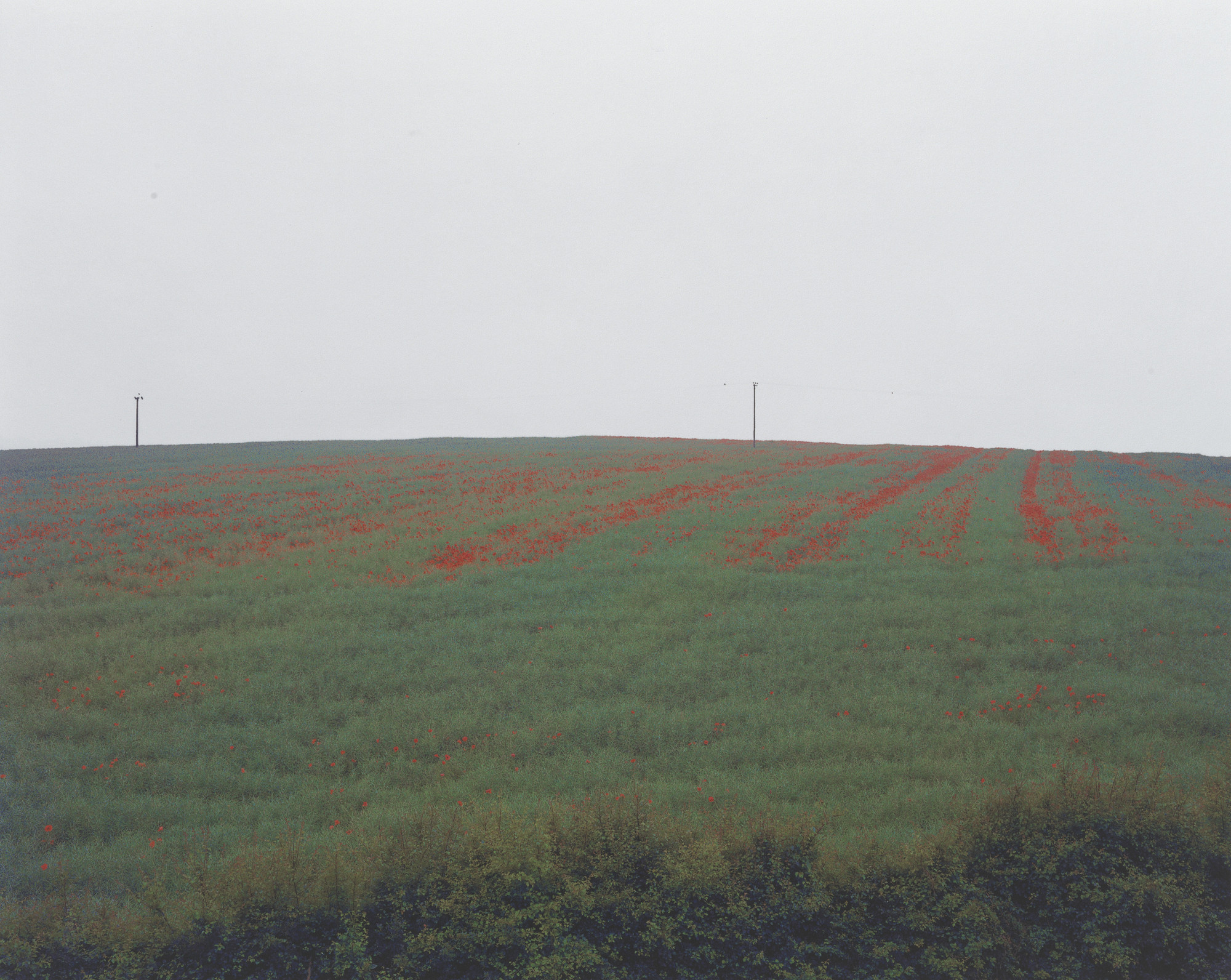 Paul Graham. Poppies in Mist, Bramham, West Yorkshire