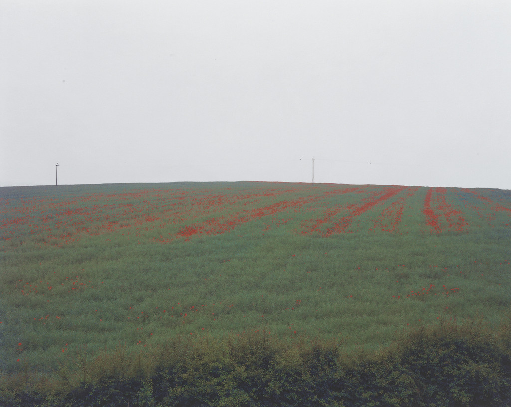 Poppies in Mist, Bramham, West Yorkshire