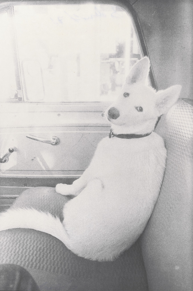 Honey in San Francisco Art Institute Truck by Bill Arnold