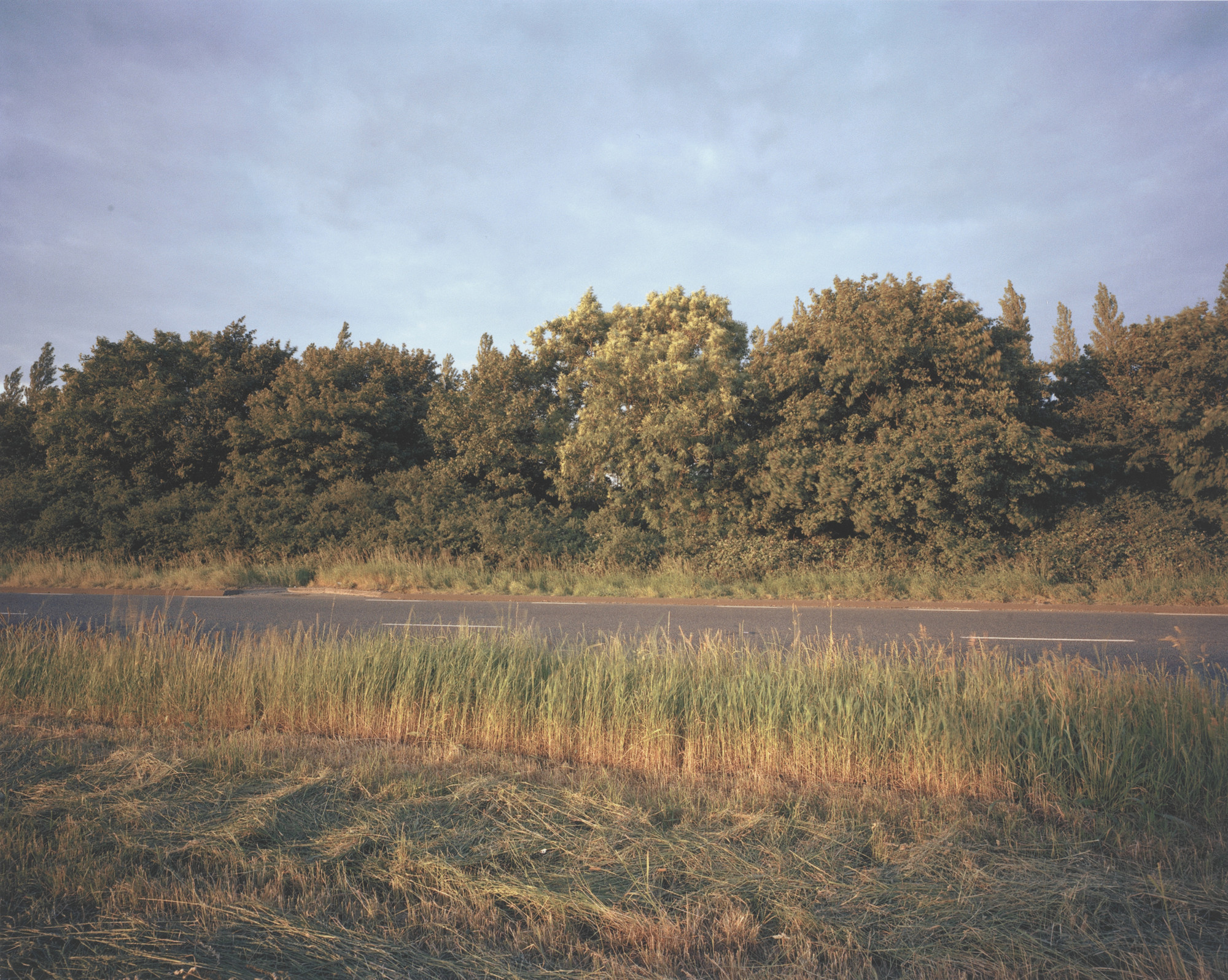 Paul Graham. Hedge in Wind, Bedfordshire