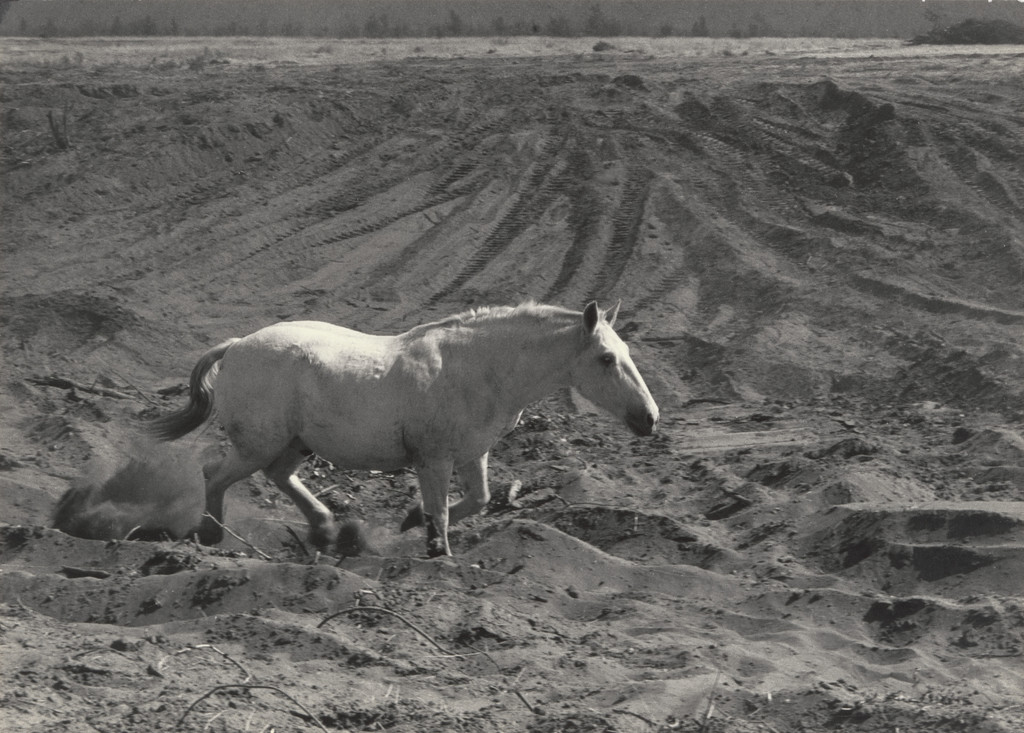 Terrified Horse, Napa County, California