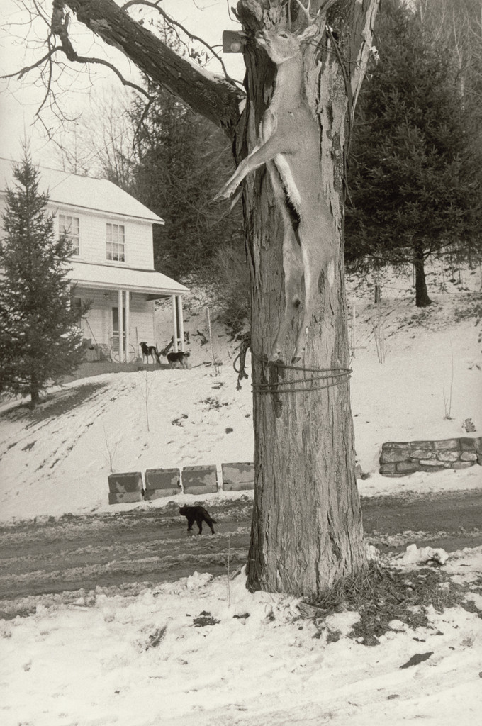 Deer Slaying, Martin's Creek