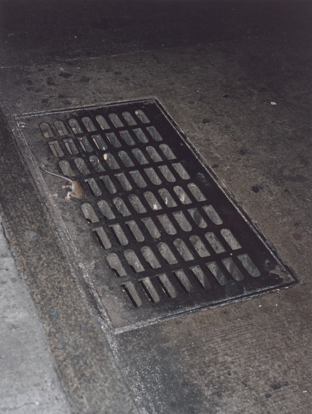 Wolfgang Tillmans. rat, disappearing. 1995