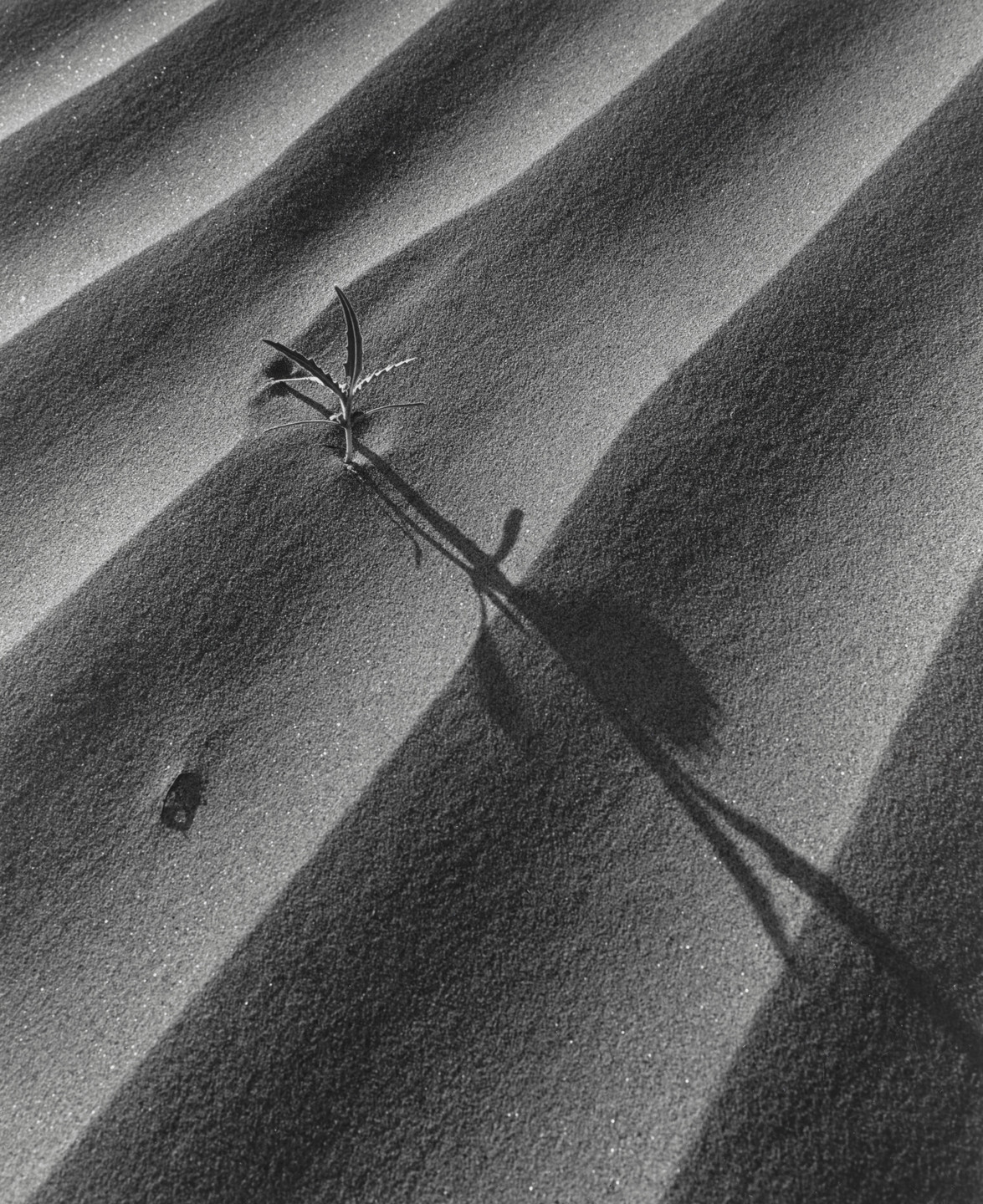William A. Garnett. Sand Dune and Plant, Palm Desert, California. 1936