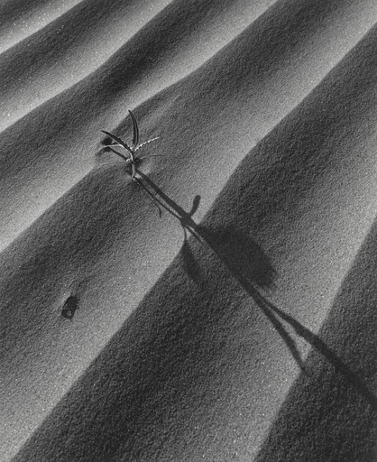 Sand Dune and Plant, Palm Desert, California