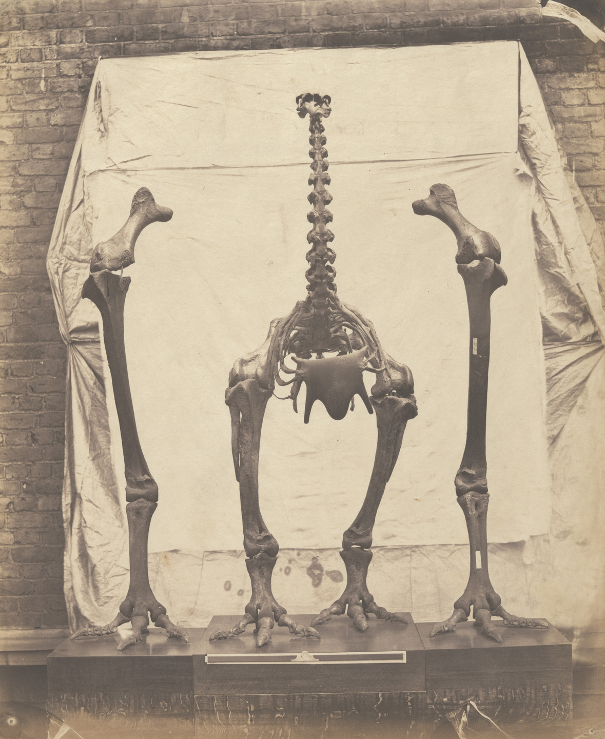 Roger Fenton. Elephantine Moa (Dinornis Elephantopus). 1854-55