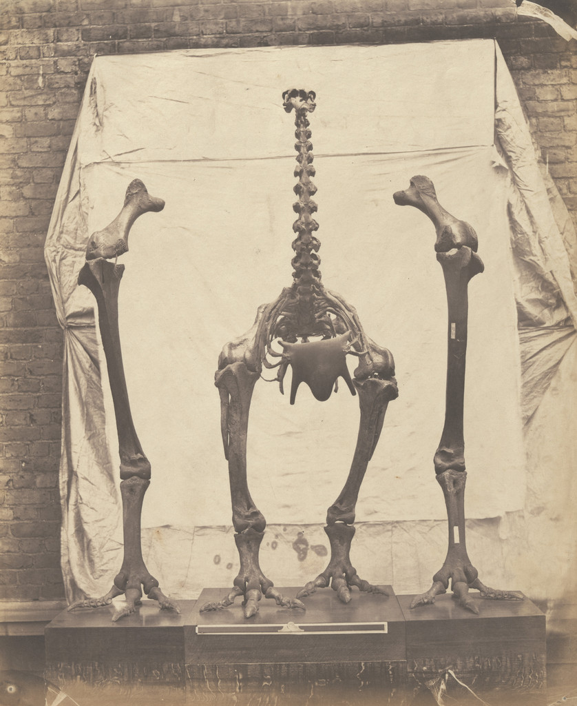 Elephantine Moa (Dinornis Elephantopus)