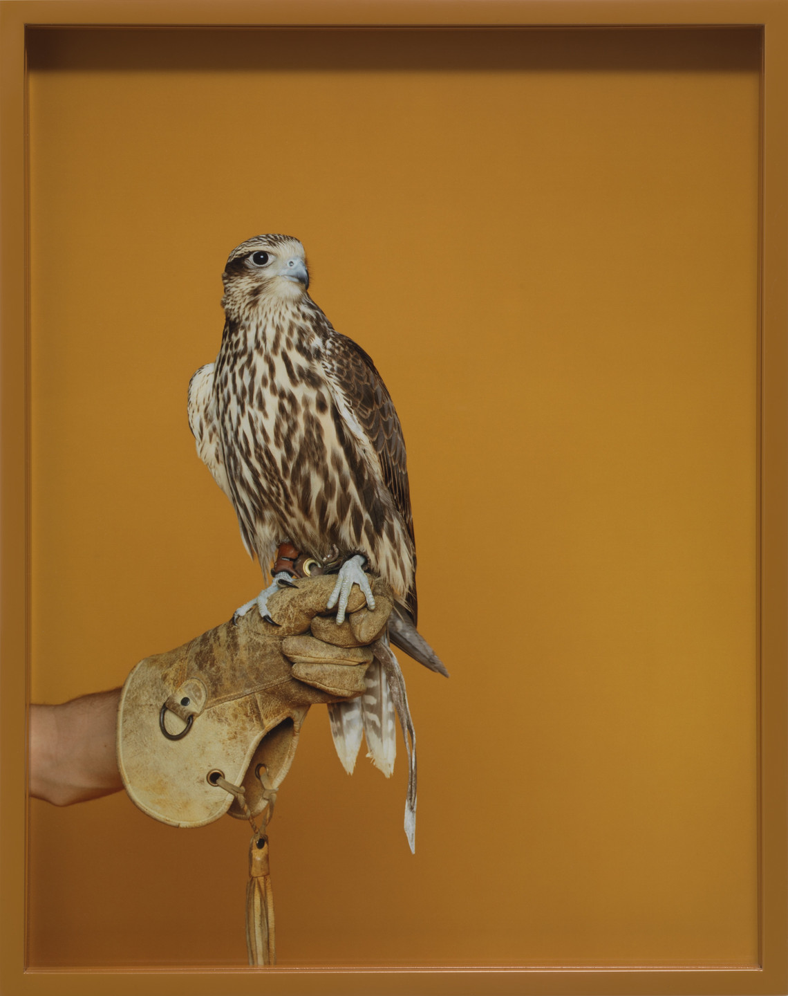 Elad Lassry. Eagle Glove, Falcon (Kodak). 2008