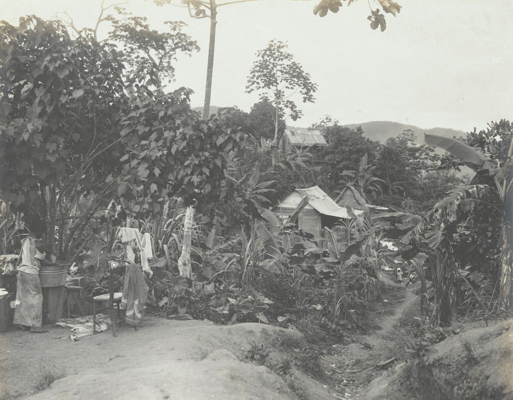 Tropical foliage and native huts. Canal Zone