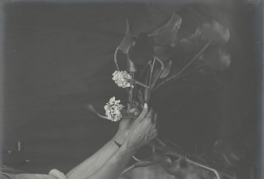 Water Hyacinths in full bloom -- eight weeks old