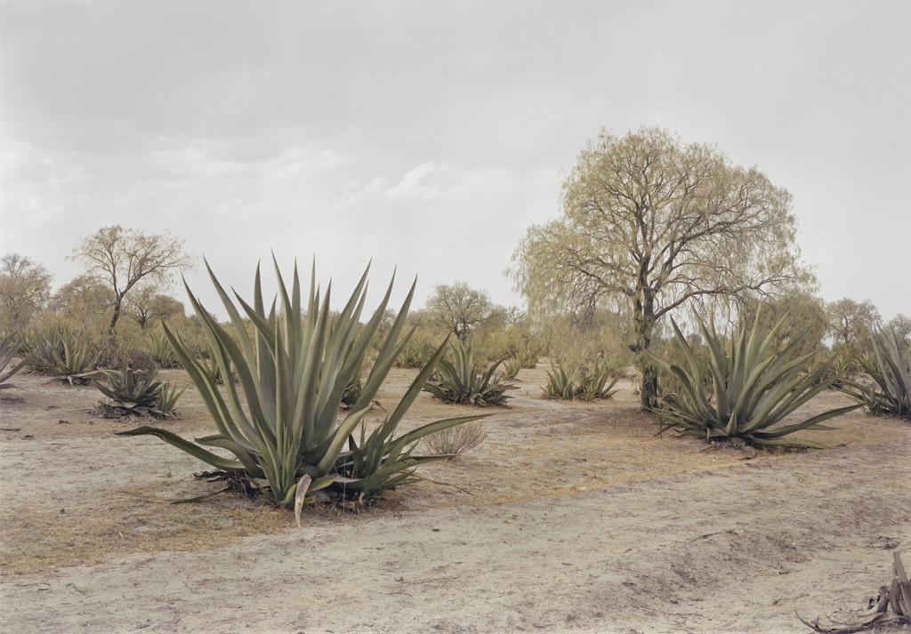 Agave Plants, Teotihuacan Region, Mexico