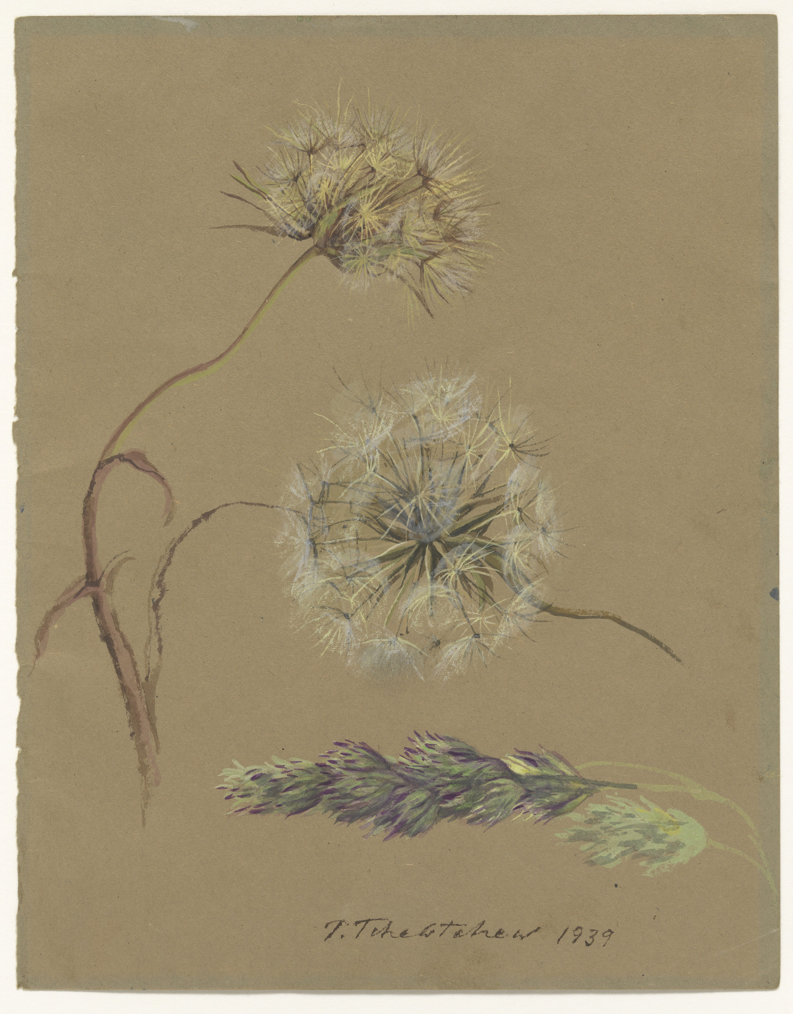 Pavel Tchelitchew. The Dandelion (Study for Hide-and-Seek)